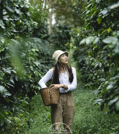 Mystic Mountain Coffee Plantation