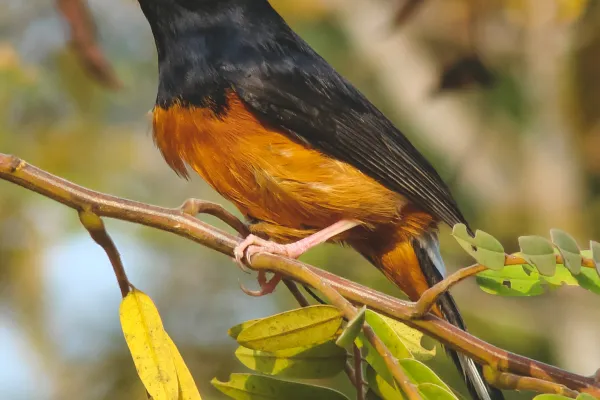 Nam Ha Valley Village Trek