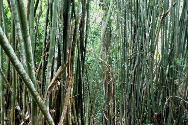 ค้างแรมในป่าสุดท้าทาย 3 วัน 2 คืน