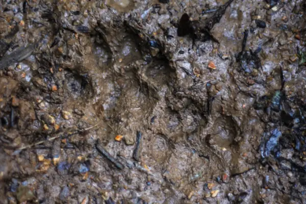 ทัวร์เดินป่า ในป่าฝนที่ท้าทาย 5 วัน 4 คืน