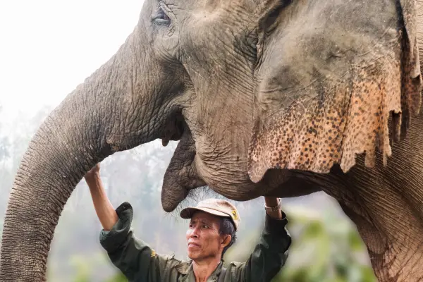 Experience Elephant Conservation Center in Sayabouly: A 2 Days - 1 Night Adventure