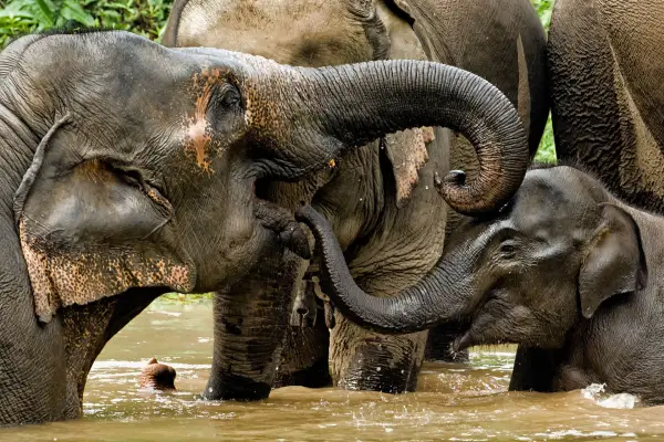 Experience Elephant Conservation Center in Sayabouly: A 2 Days - 1 Night Adventure