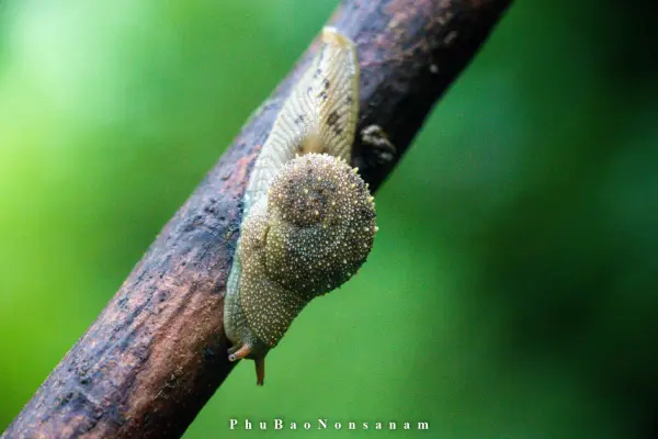 ทัวร์เดินป่า ในป่าฝนที่ท้าทาย 5 วัน 4 คืน}