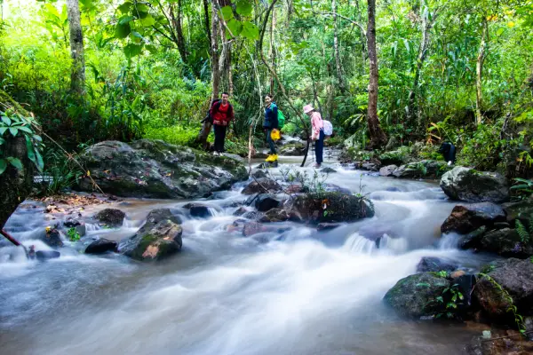 เดินป่าค้างคืนกระเช้าต้นไม้ 2 คืน