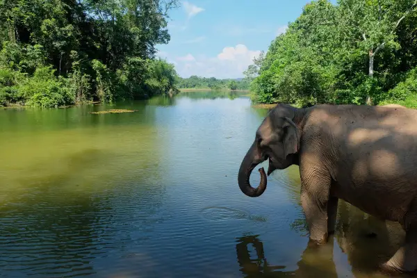 Experience Elephant Conservation Center in Sayabouly: A 2 Days - 1 Night Adventure