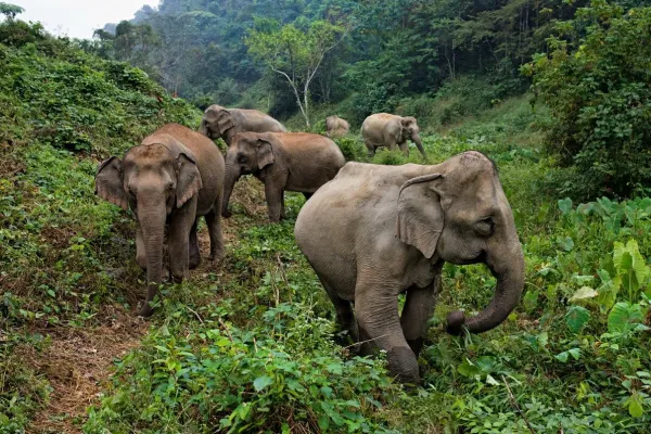 Discover Sayabouly's Elephant Sanctuary: A 3 Days - 2 Nights Wildlife Adventure