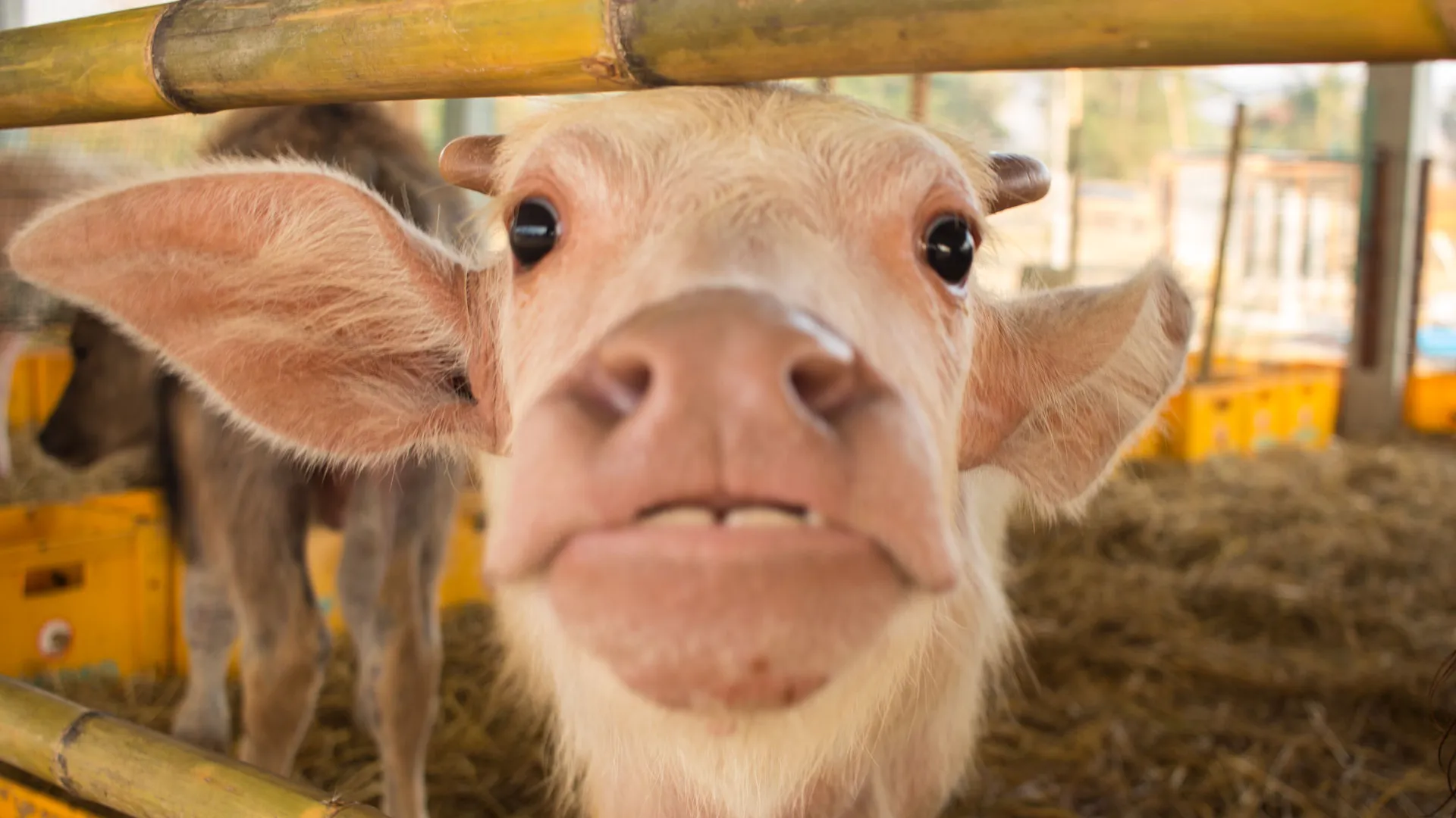 Buffalo wat Laos Buffalo Dairy