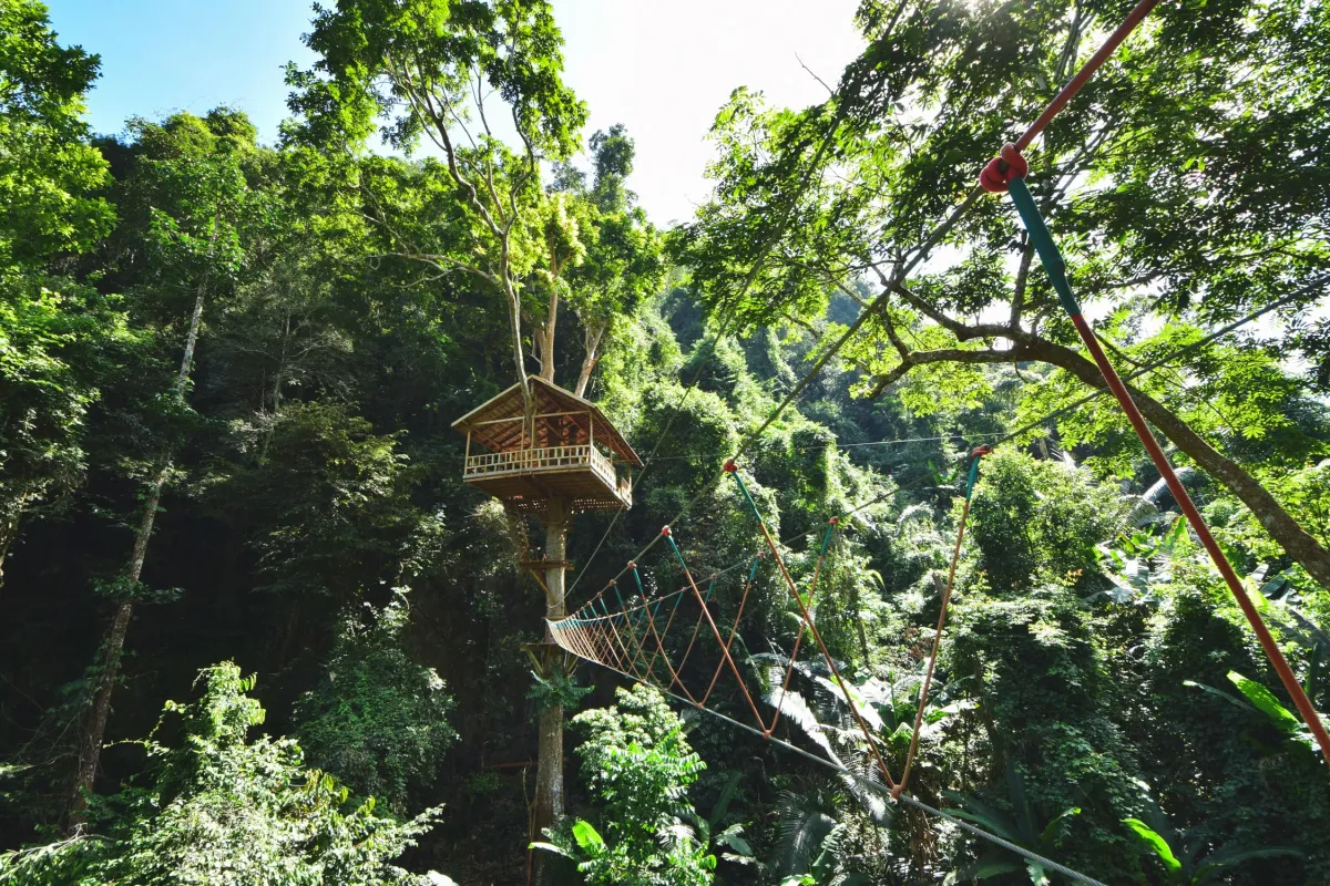 การผจญภัยในหนองเขียว