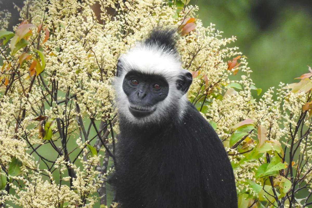 The Rock Viewpoint at Phou Pha Marn