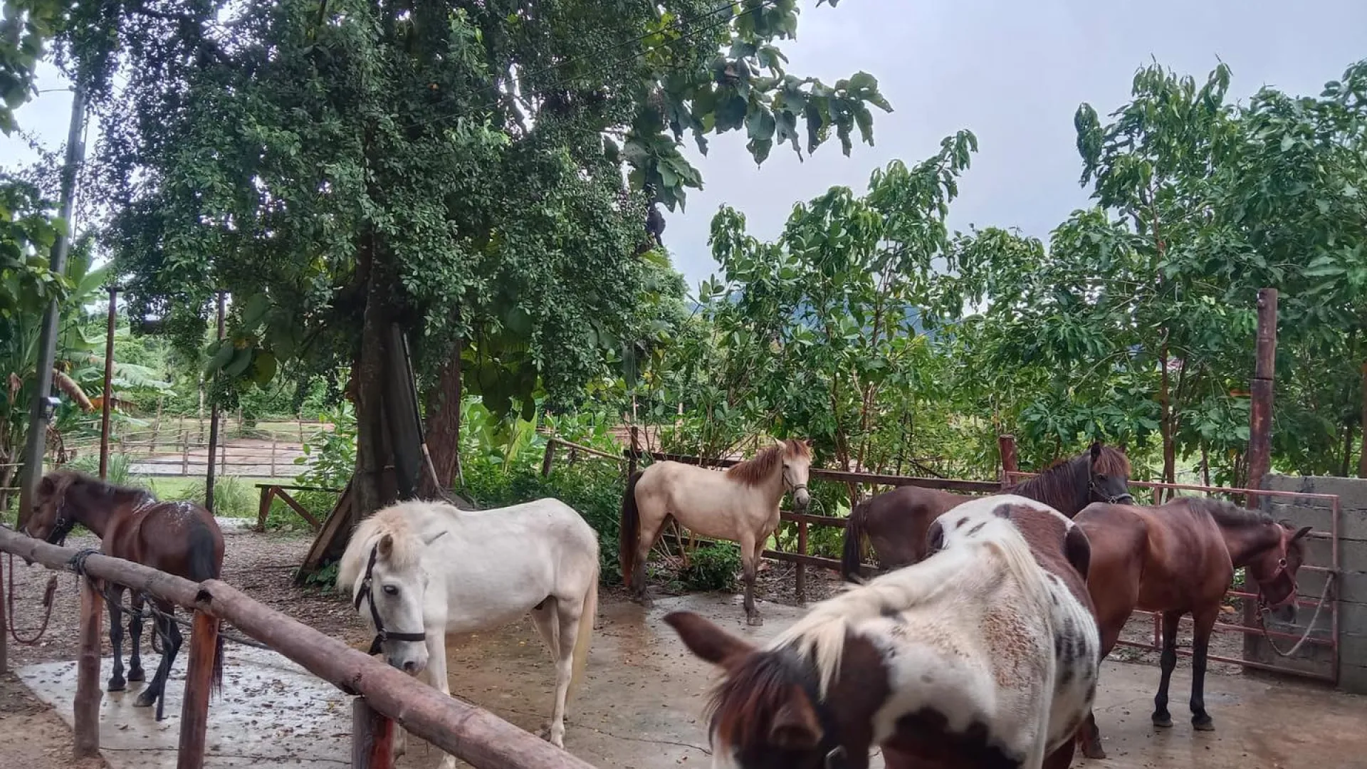 Pony Ride Experience in Luang Prabang