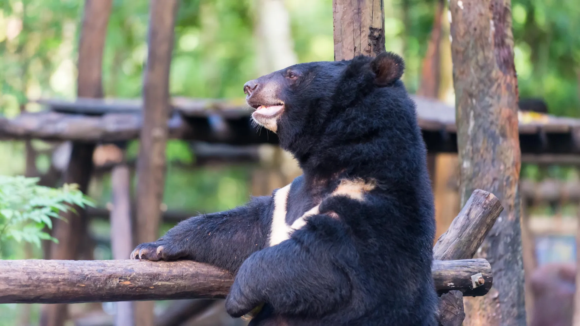 Bear at the Kuangsi Waterfall Rescue Center