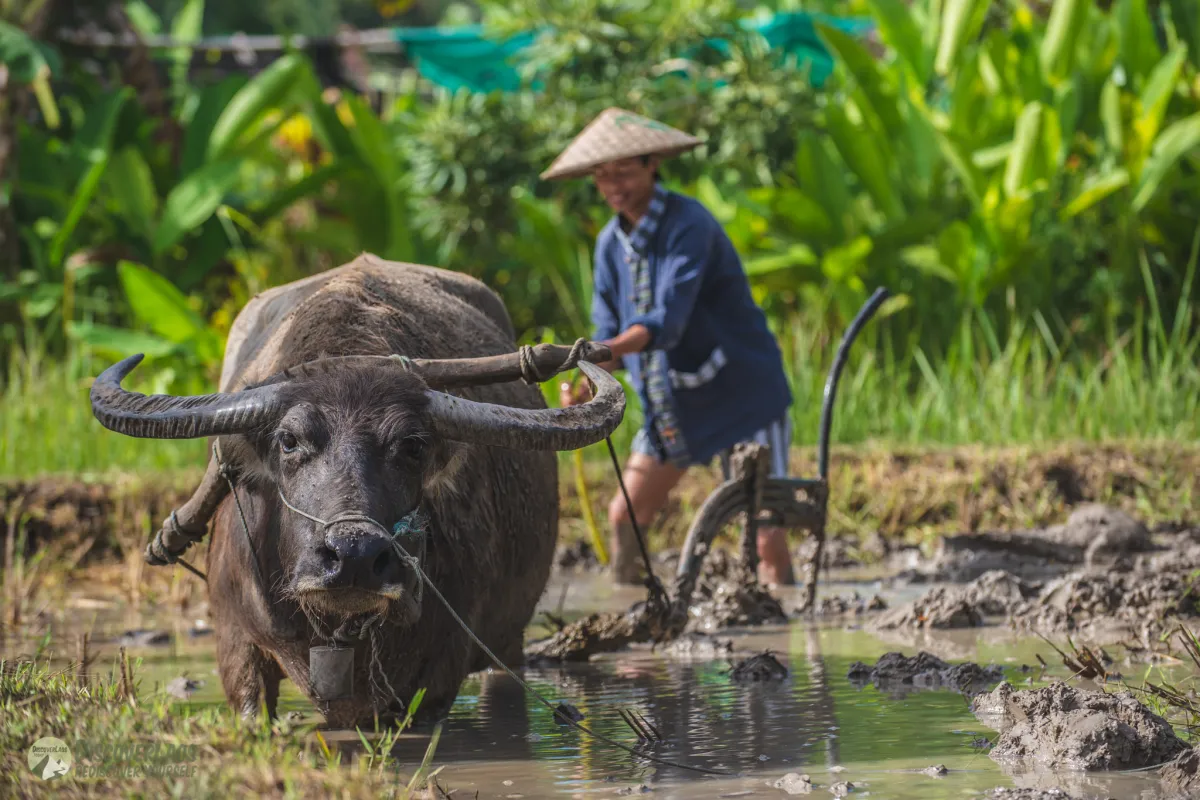 The Living Land Farm - สัมผัสประสบการณ์ทำนา