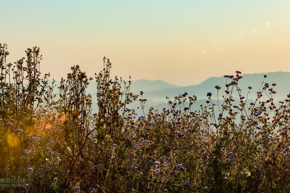 ฟาร์มสตอว์เบอร์รี่พูคูน