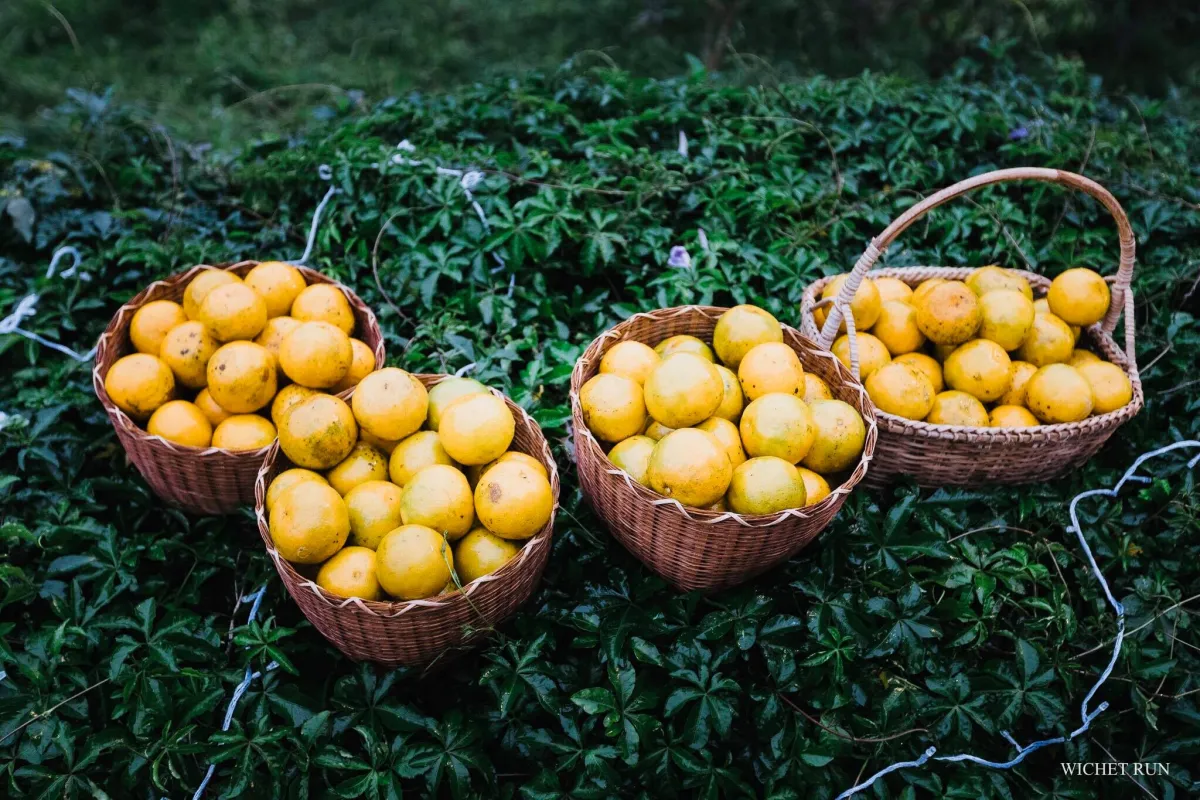 ສວນໝາກກ້ຽງ