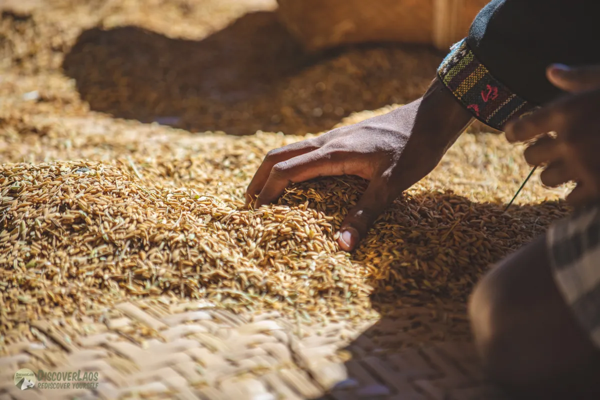 The Living Land Farm - สัมผัสประสบการณ์ทำนา