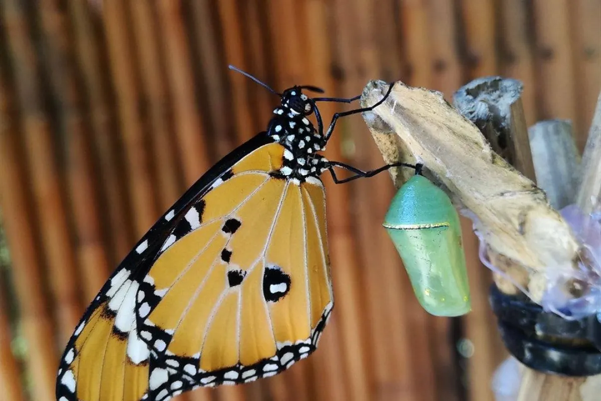 สวนผีเสื้อน้ำตกตาดกวางซี (หลวงพระบาง)