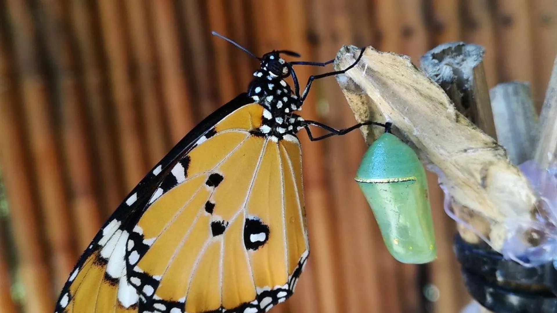 Kuang Si Butterfly Park