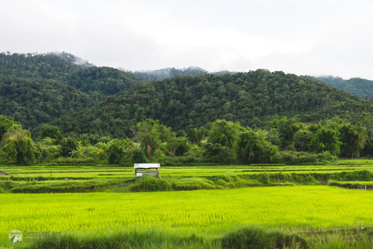 Paddy field in Khoun District