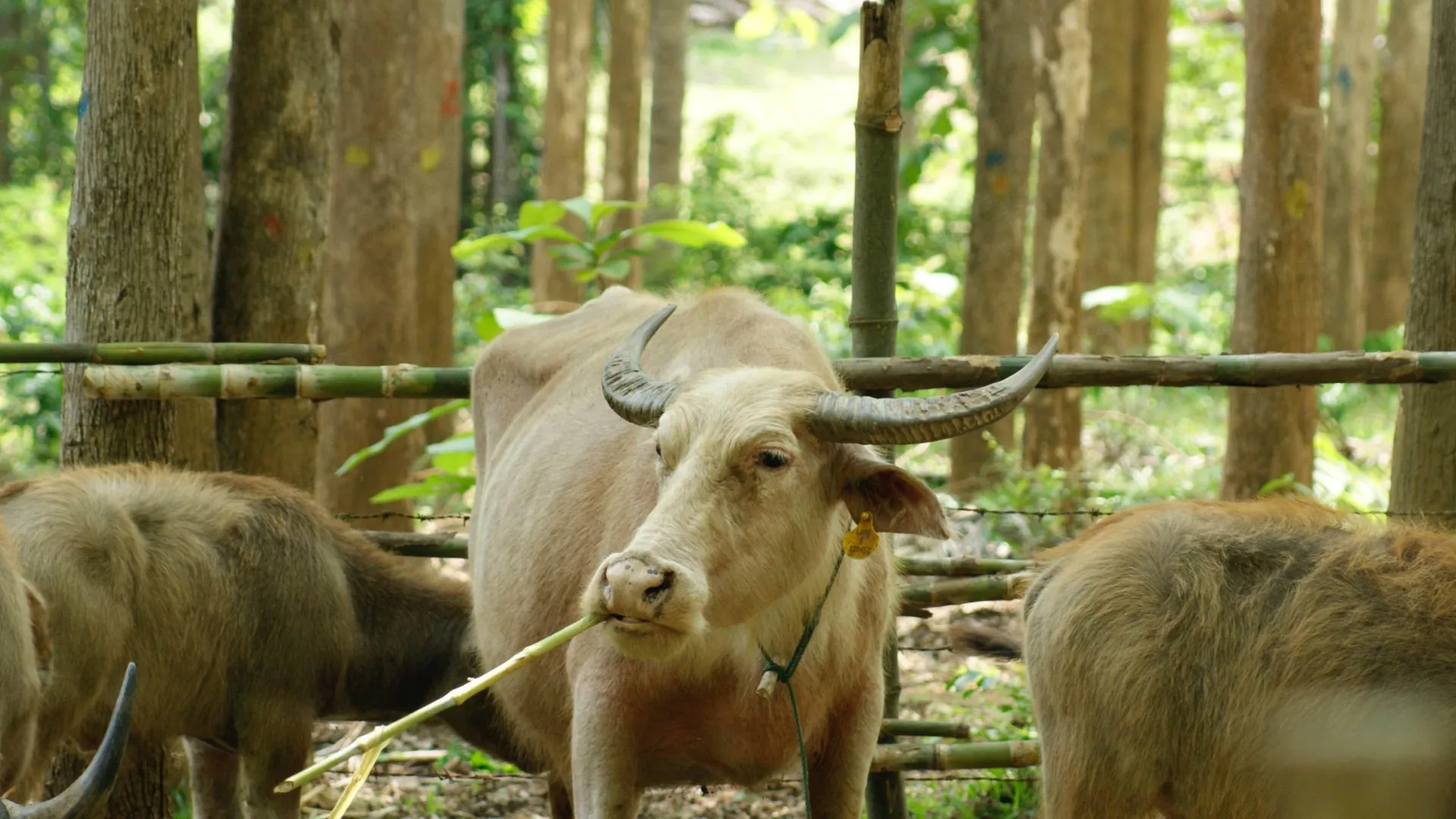 Laos Buffalo Dairy