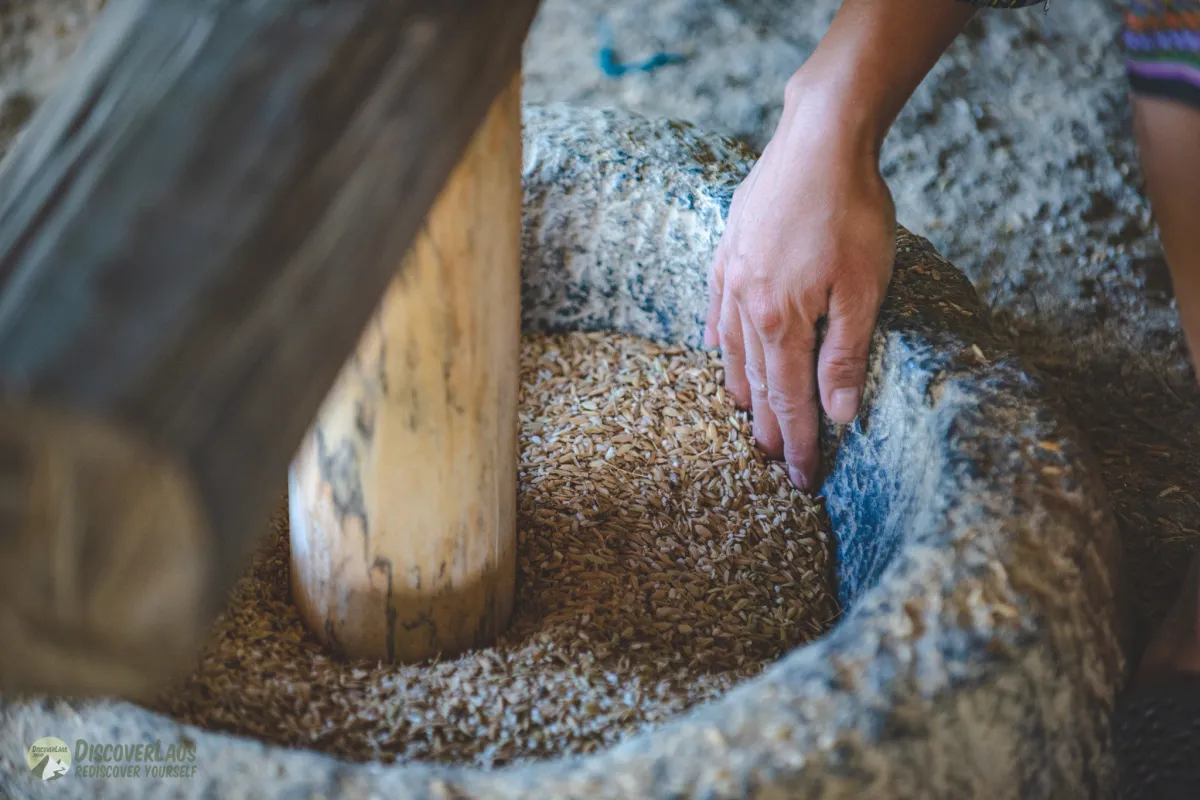 The Living Land Farm - สัมผัสประสบการณ์ทำนา