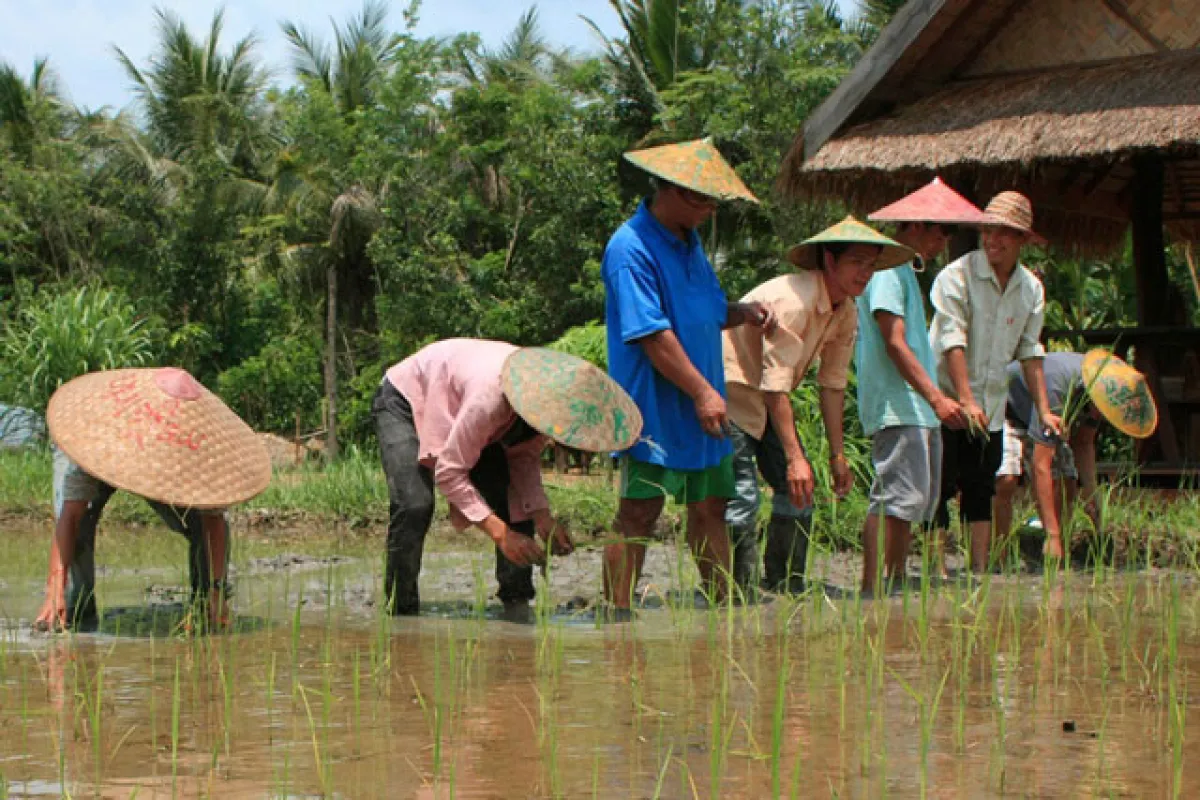 The Living Land Farm - สัมผัสประสบการณ์ทำนา