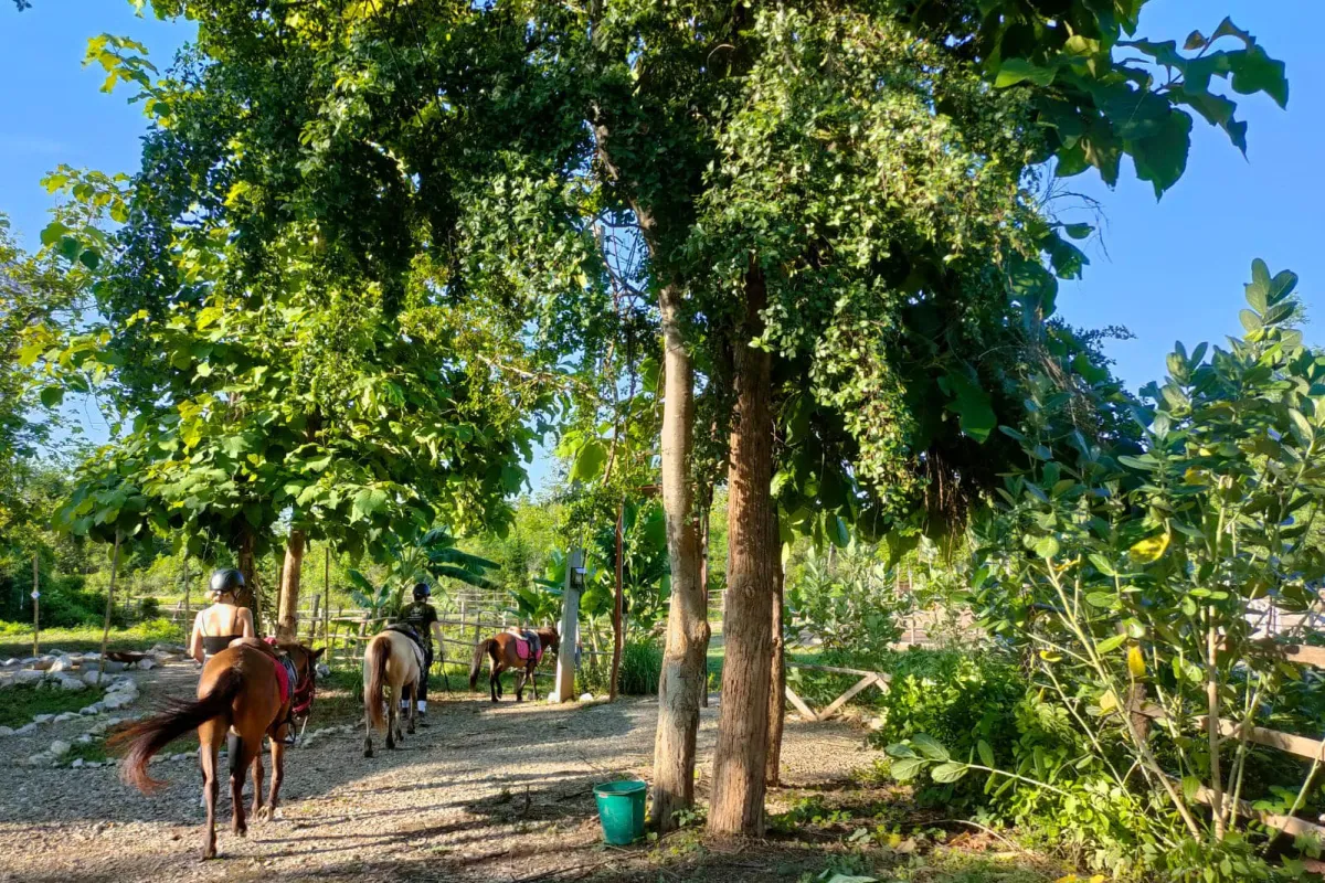 Pony Ride Experience in Luang Prabang