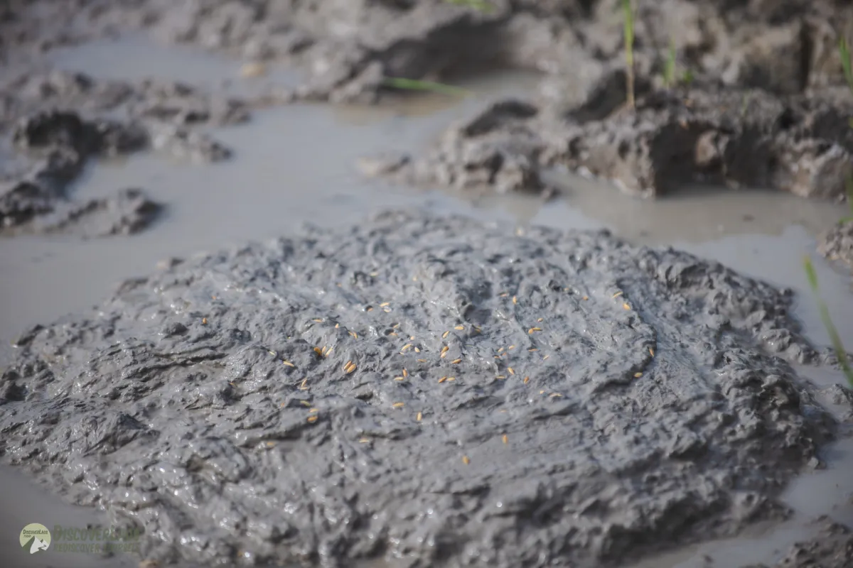 The Living Land Farm - สัมผัสประสบการณ์ทำนา