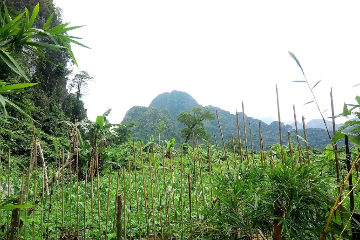 Tham Pha Pheung (Bee Cliff Cave)