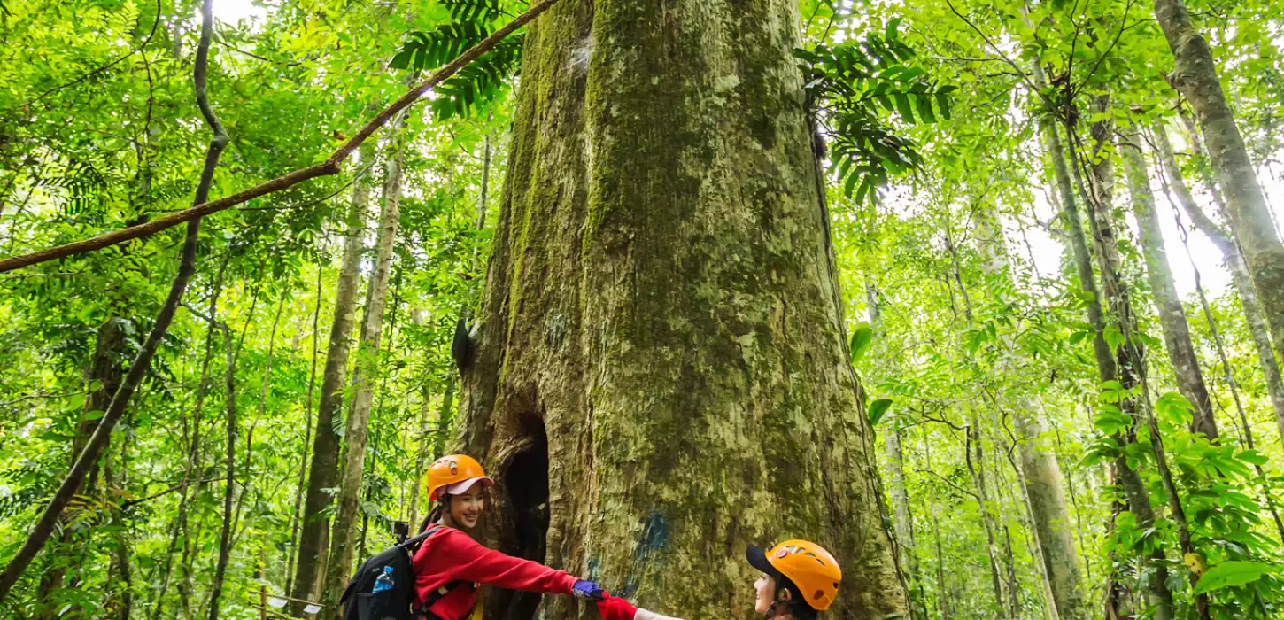 ລົດຮັບສົ່ງທົວພາຍໃນຣີສອດ, ຍ່າງປ່າ, ຕົ້ນໄມ້ໃຫ່ຍ, ຂີ່ສະລິງ 9 ເສັ້ນ