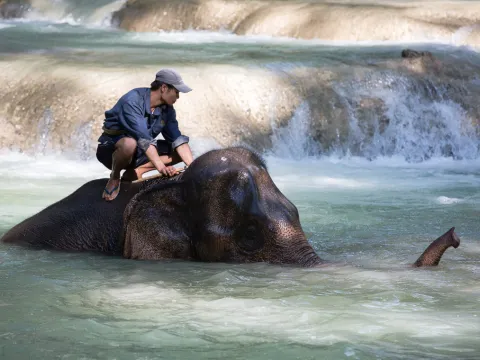 1 Day Elephant Experience & Kayaking Advanture