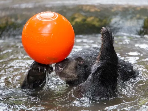 Bear Care Tour TAT KUANG SI BEAR RESCUE CENTRE