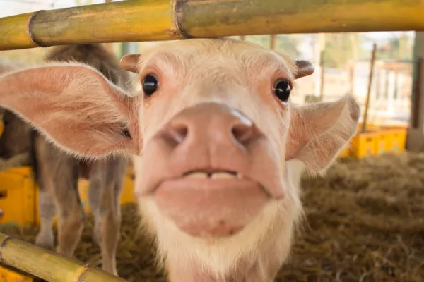 Scheduled Tour Through Mini - Farm