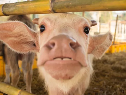 預定的農場導覽