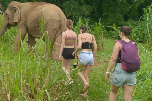 A Unique Half-Day Adventure with Nature and Elephants