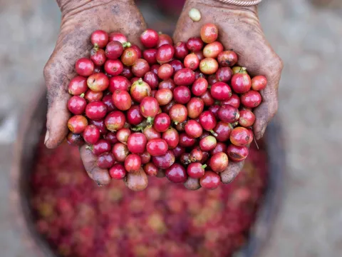 ທ່ຽວຊົມພູພຽງບໍລະເວນ