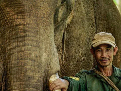 Discover Sayabouly's Elephant Sanctuary: A 3 Days - 2 Nights Wildlife Adventure