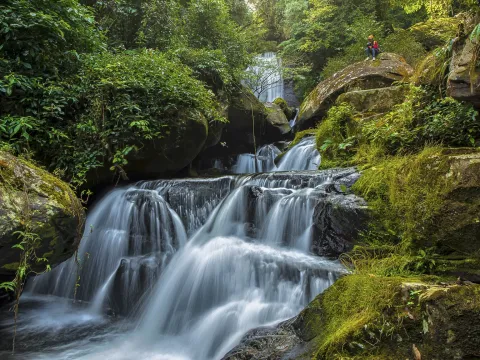度假村车，徒步，巨大的树木，空中走廊，瀑布
