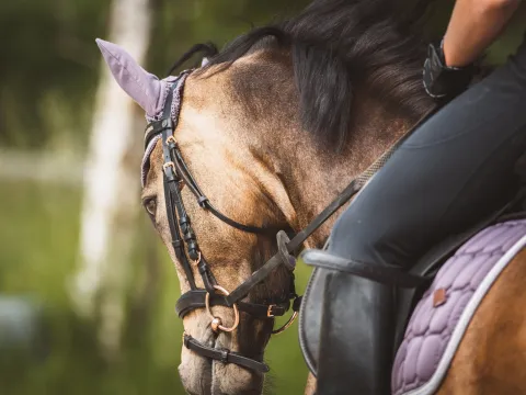 20分钟的骑马之旅