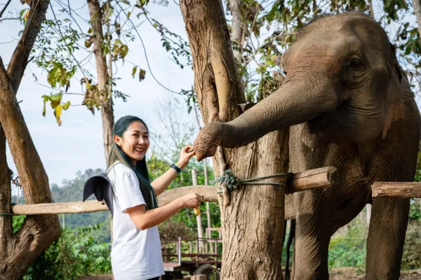 Communicating with Elephants (Afternoon Half Day)
