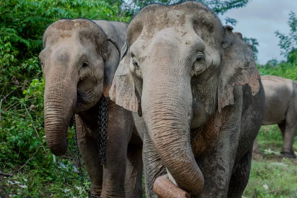 Full-Day Elephant Experience with Trekking