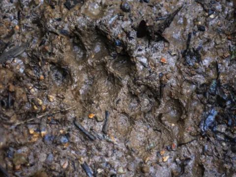 animal footprint