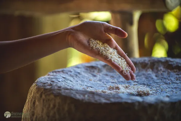 Half-Day Rice Experience at The Living Land Farm