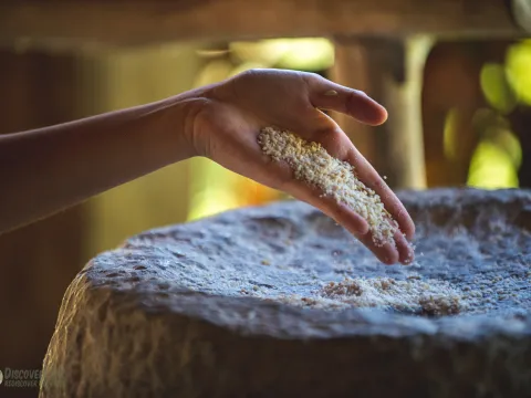 在活地农场的半日稻米体验